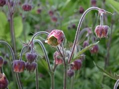 علف مبارک رونده